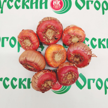 Стандарт поставки 3 Гладиолус Метель августа