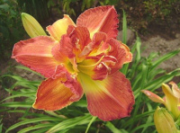 Hemerocallis Longfields Twins - купить с доставкой