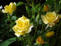 Роза Желтая Дива - купить с доставкой