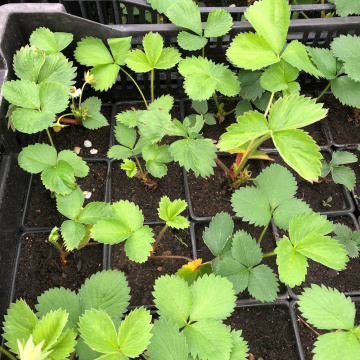 Стандарт поставки 3 Земляника Кабрилло