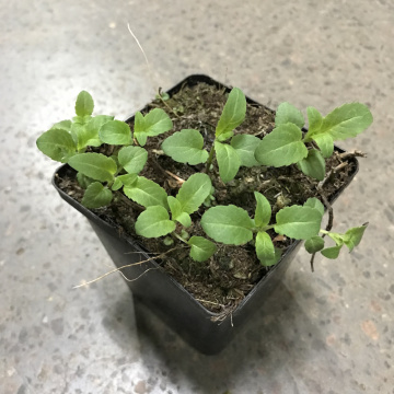 Стандарт поставки 2 Монарда Крофтвей Пинк