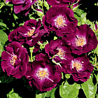 Роза Найт Оул