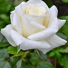 Роза Анастасия (горшок 3л)