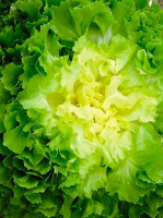 Салат листовой Изумрудное Кружево  - купить с доставкой