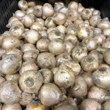 Стандарт поставки 2 Гиацинт Уайт Перл