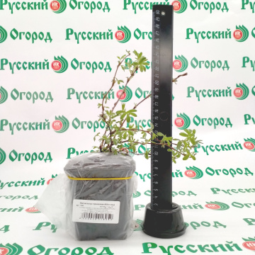 Стандарт поставки 2 Лапчатка кустарниковая Абботсвуд 