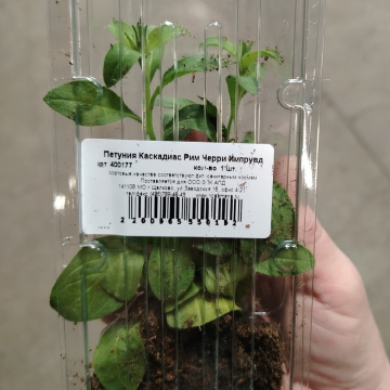 Стандарт поставки 1 Петуния Каскадиас Рим Черри Импрувд