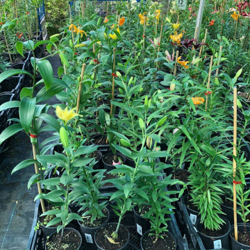 Стандарт поставки 12 Лилия Мисс Пекулиар