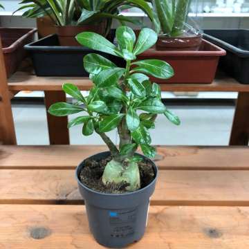 Стандарт поставки 1 Адениум тучный Уайт