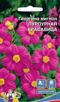 Георгина Пурпурная красавица - мигнон - купить с доставкой