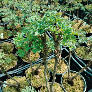 Стандарт поставки 7 Пион древовидный Король Цветов