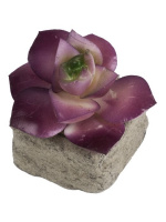 Декоративное растение Розовый Суккулент в кашпо из бетона - купить с доставкой