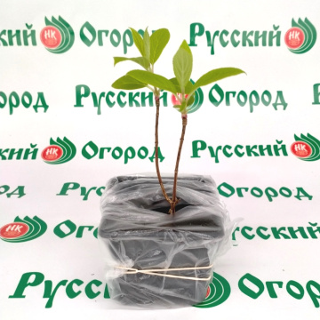 Стандарт поставки 3 Гортензия метельчатая Жемчужина фестиваля