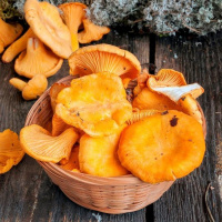 Лисичка настоящая - купить с доставкой