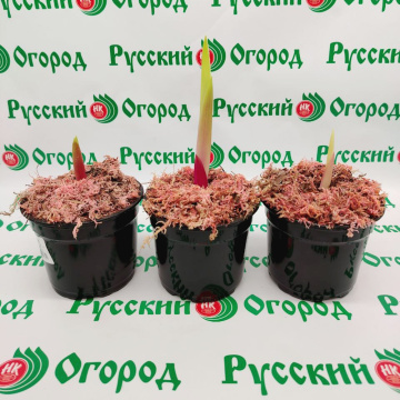 Стандарт поставки 1 Гладиолусы в ассортименте (горшок Р9)