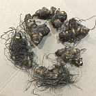 Канна Вайоминг