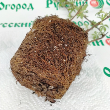 Стандарт поставки 7 Лапчатка кустарниковая Абботсвуд (горшок р9)