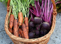 Смесь сидератов для Моркови и свеклы - купить с доставкой