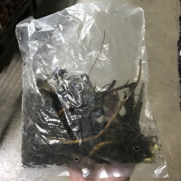 Стандарт поставки 2 Лилейник гибридный Саммервайн