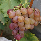 Виноград Овация