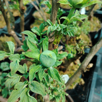 Стандарт поставки 5 Пион древовидный Король Цветов