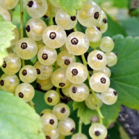 Смородина Голландская белая - купить с доставкой