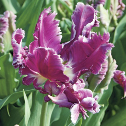 Тюльпан Мистериос Пэррот