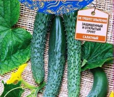 семена огурцов длинноплодных огурцов. Смотреть фото семена огурцов длинноплодных огурцов. Смотреть картинку семена огурцов длинноплодных огурцов. Картинка про семена огурцов длинноплодных огурцов. Фото семена огурцов длинноплодных огурцов