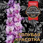 Гладиолус Голубая красотка