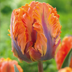 Tulipánová princezna Irene Papoušek