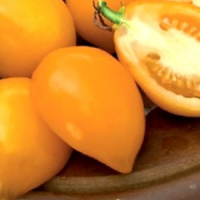 Томат Непас 5 непасынкующийся оранжевый с носиком - купить с доставкой
