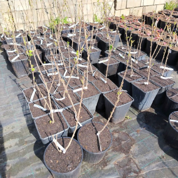 Стандарт поставки 4 Смородина белая Баяна (горшок 5л)