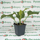 Бругмансия белая