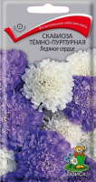 Скабиоза темно-пурпурная Ледяное сердце - купить с доставкой