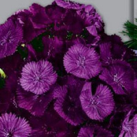Гвоздика турецкая Фиолетовая гора  - купить с доставкой