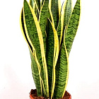 Сансевиерия Лаурентия, D-14