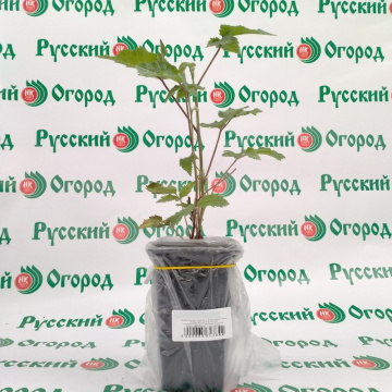 Стандарт поставки 3 Ежевика Агавам (горшок 1л)