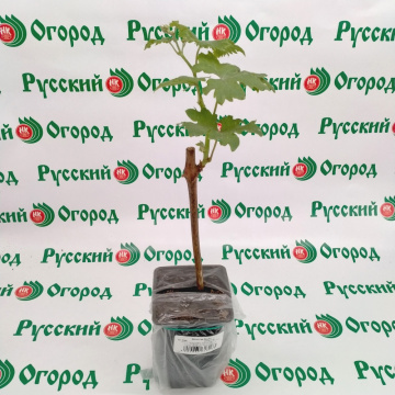 Стандарт поставки 2 Виноград Рембо