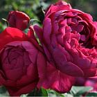 Роза Аскот (горшок 4л)