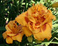 Hemerocallis Circus Truffle - купить с доставкой