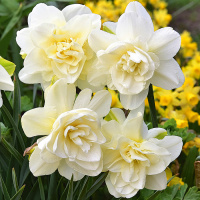 Нарцисс Белая роза - купить с доставкой