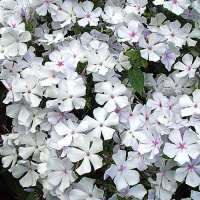 Флокс метельчатый Небеса - купить с доставкой