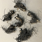 Канна Ричард Уоллес