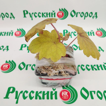 Стандарт поставки 4 Гейхера Брасс Лантерн