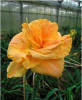 Hemerocallis Fifth Dimension - купить с доставкой