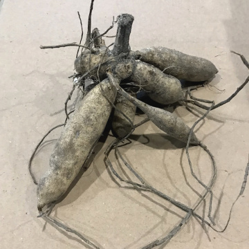 Стандарт поставки 4 Георгина Гэллери Винсент