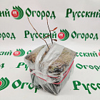 Голубика Нельсон