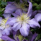 Клематис Радищев