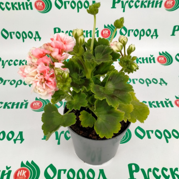 Стандарт поставки 3 Пеларгония розовидная Эпплблоссом