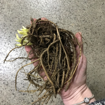 Стандарт поставки 9 Лилейник гибридный Милдред Митчел